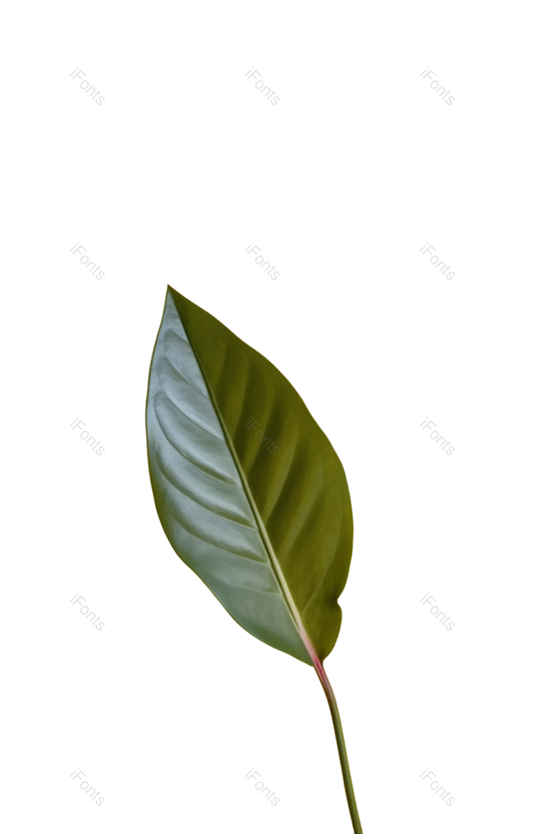 叶子图片,装饰元素,清新PNG,摄影免抠素材